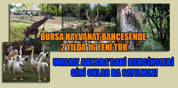 Bursa Hayvanat Bahçesi'nde 2 yılda 16 yeni tür Umarız Ankara'daki hemcinsleri gibi onlar da satılmaz!