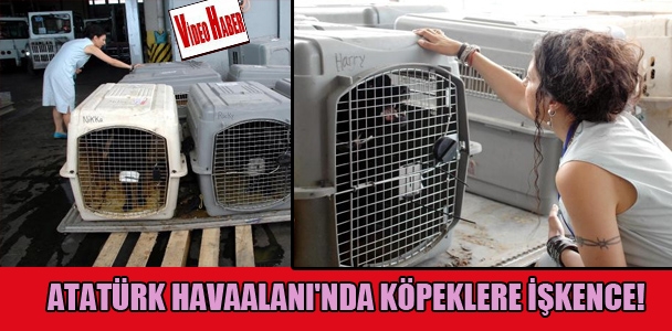 Atatürk Havaalanı'nda köpeklere işkence!