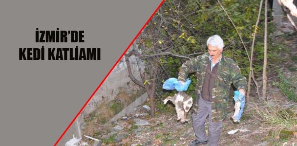 İzmir'de kedi katliamı
