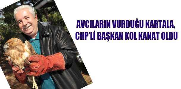 Avcıların vurduğu kartala, CHPli başkan kol kanat oldu