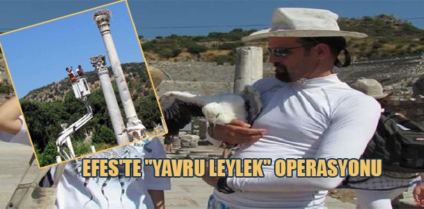 Efes'te "yavru leylek" operasyonu