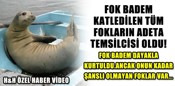 Fok Badem katledilen tüm fokların temsilcisi oldu!