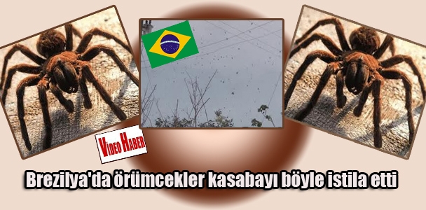 Brezilya'da örümcekler kasabayı böyle istila etti