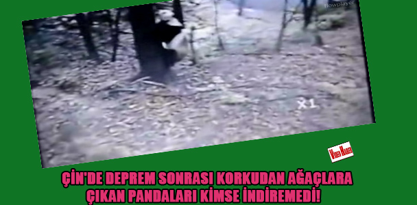 Çin'de deprem sonrası korkudan ağaçlara çıkan pandaları kimse indiremedi!