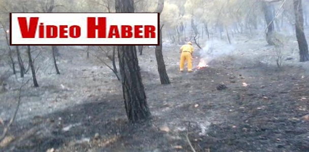 Soma'da 5 hektar çam ormanı yandı