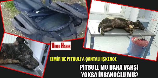 Pitbull mu daha vahşi yoksa insanoğlu mu? İzmir'de pitbull'a çantalı işkence!