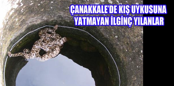 Çanakkale'de kış uykusuna yatmayan ilginç yılanlar